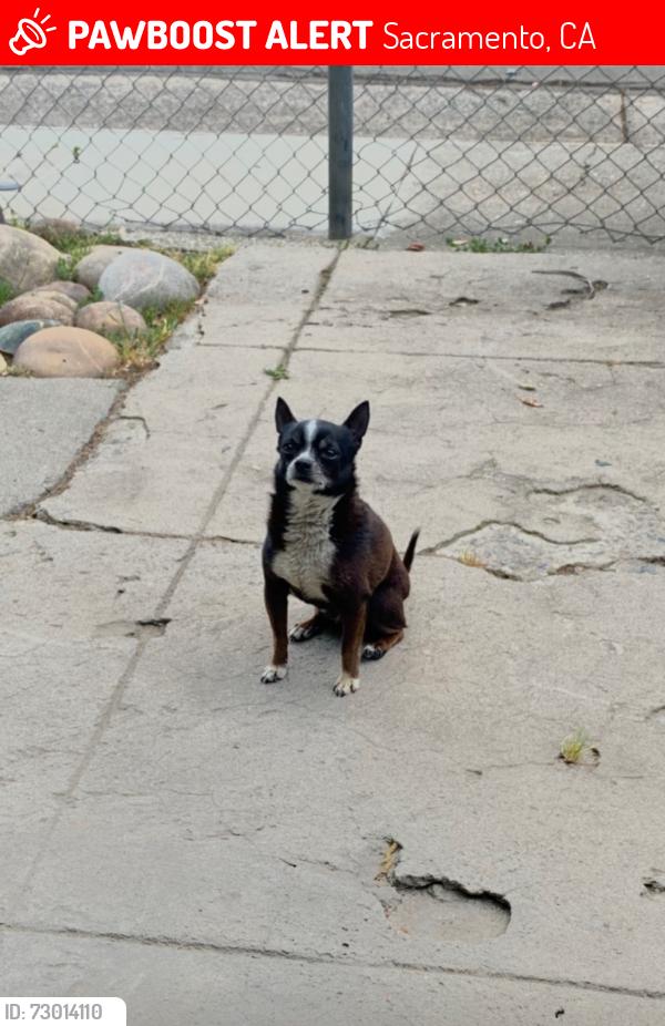 Lost Male Dog last seen Fruitridge road and 24th st, Sacramento, CA 95820