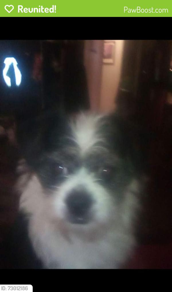 Reunited Male Dog last seen Valley and Craig, North Las Vegas, NV 89031