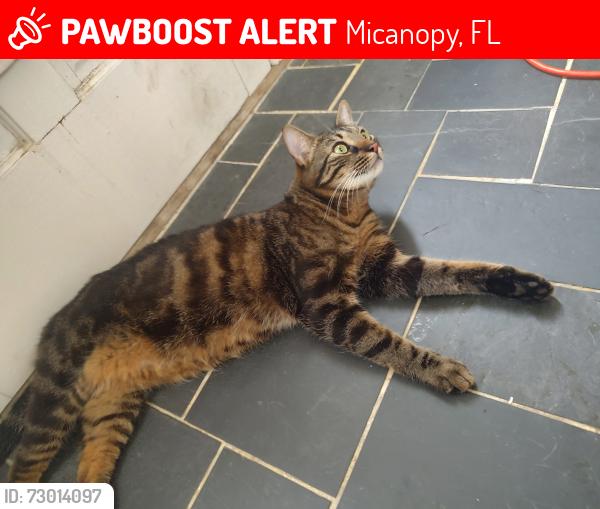 Deceased Male Cat last seen Pearls BBQ, Micanopy, FL 32667