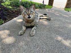 Found/Stray Male Cat last seen Michelle Dr 76016, Arlington, TX 76016