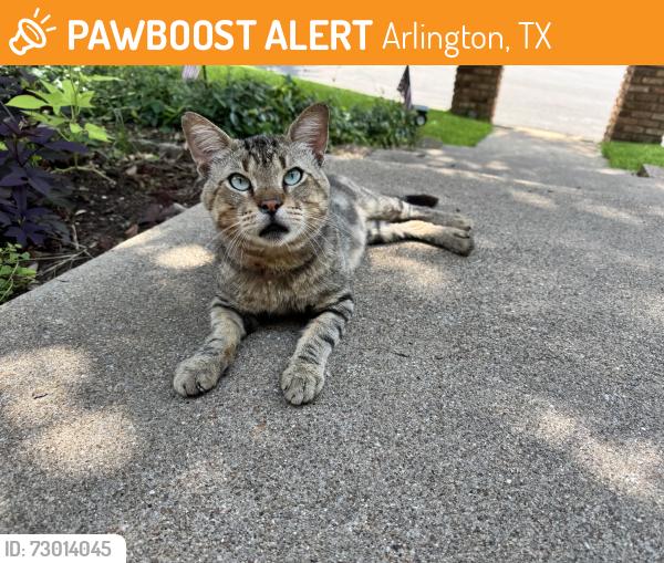 Found/Stray Male Cat last seen Michelle Dr 76016, Arlington, TX 76016
