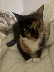 Lost Female Cat last seen Woods on Jasonway and Brittingham, Columbus, OH 43214
