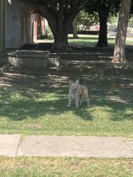 Found/Stray Unknown Dog last seen 59th Ave and Myrtle, Glendale, AZ 85301