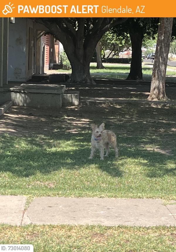 Found/Stray Unknown Dog last seen 59th Ave and Myrtle , Glendale, AZ 85301