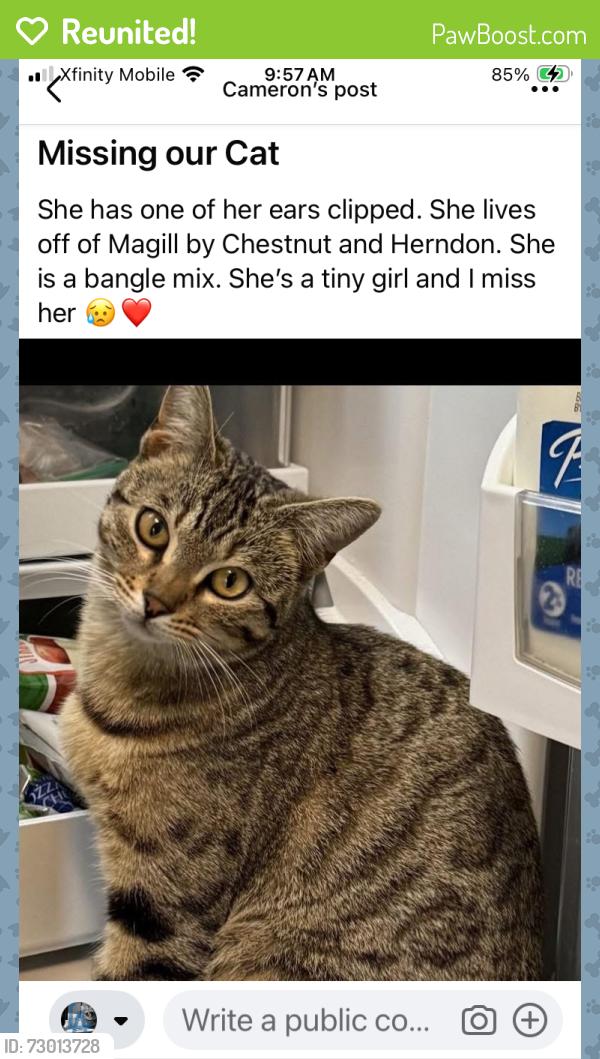 Reunited Female Cat last seen Chestnut/Herndon, Fresno, CA 93710