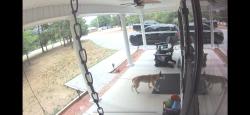 Found/Stray Unknown Dog last seen Drake Road, Greensboro, NC 27406