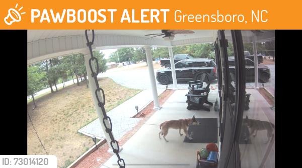 Found/Stray Unknown Dog last seen Drake Road, Greensboro, NC 27406