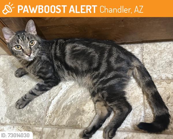 Found/Stray Male Cat last seen Germann Rd/Gilbert Rd., Chandler, AZ 85286