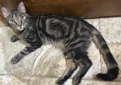 Found/Stray Male Cat last seen Germann Rd/Gilbert Rd., Chandler, AZ 85286