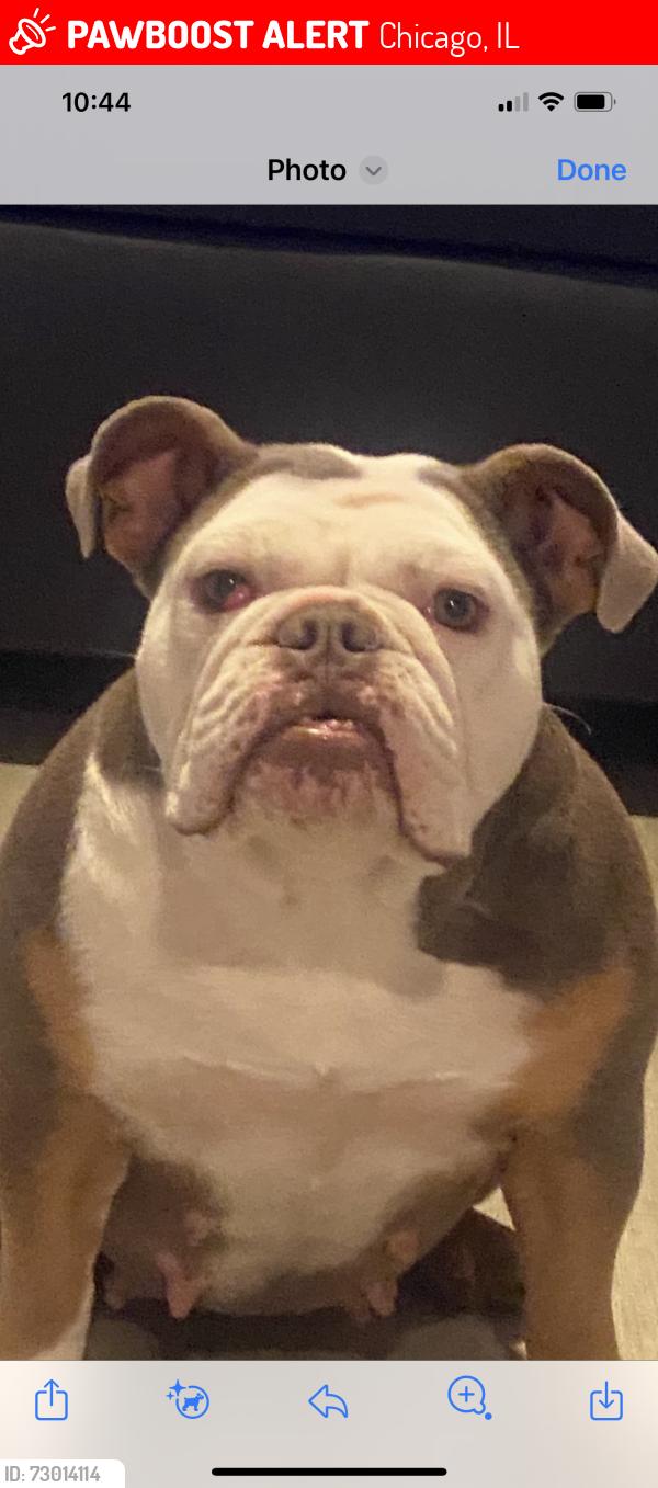 Lost Female Dog last seen 88th king drive, Chicago, IL 60619
