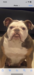 Lost Female Dog last seen 88th king drive, Chicago, IL 60619