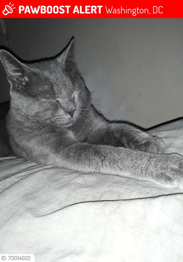 Lost Male Cat last seen Near 47th street se, Washington, DC 20019