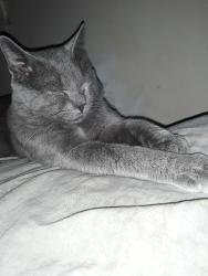 Lost Male Cat last seen Near 47th street se, Washington, DC 20019