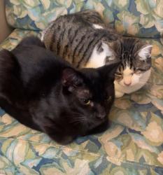 Lost Male Cat last seen Dickinson Ave , Van Wert, OH 45891