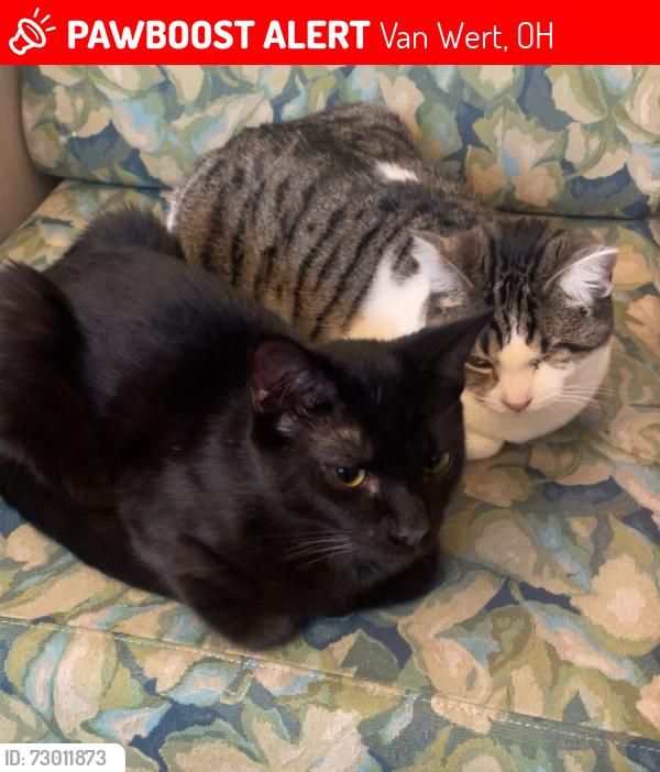 Lost Male Cat last seen Dickinson Ave , Van Wert, OH 45891