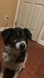 Lost Male Dog last seen Bonita ave and San Antonio , San Jose, CA 95116