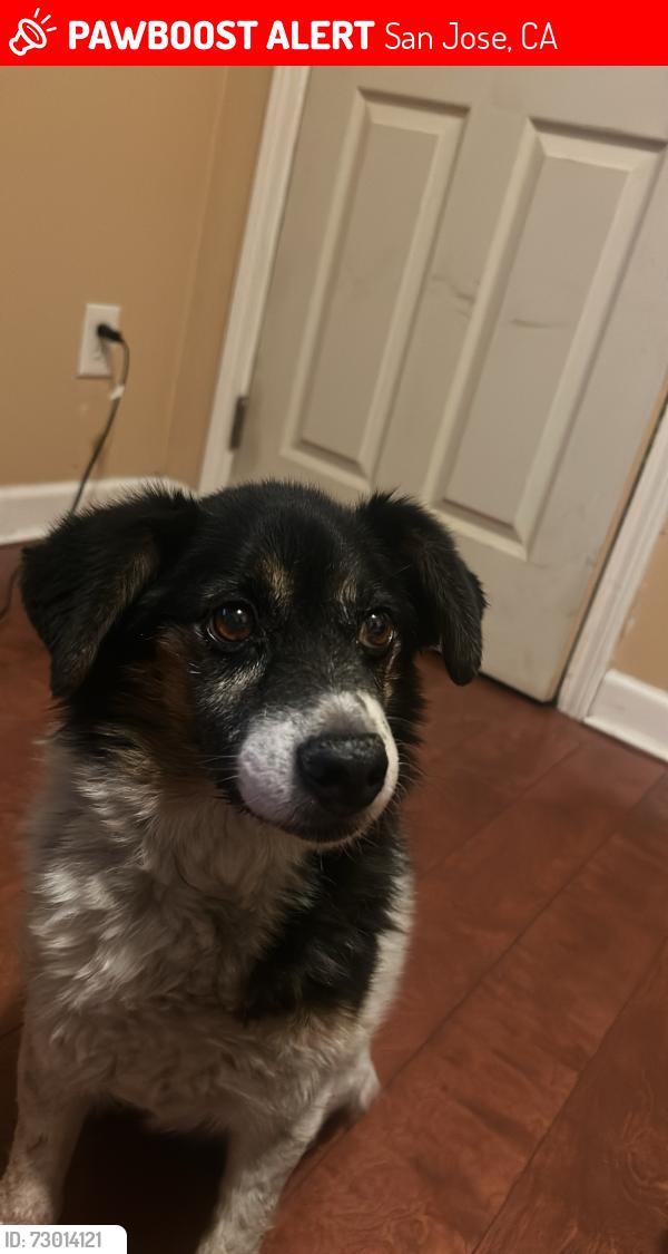 Lost Male Dog last seen Bonita ave and San Antonio , San Jose, CA 95116