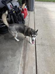 Reunited Unknown Dog last seen Bowie High School, Arlington, TX 76018