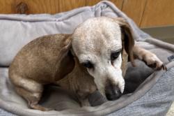 Found/Stray Female Dog last seen Hawthorne Blvd. and Sepulveda Blvd., Torrance, CA 90503