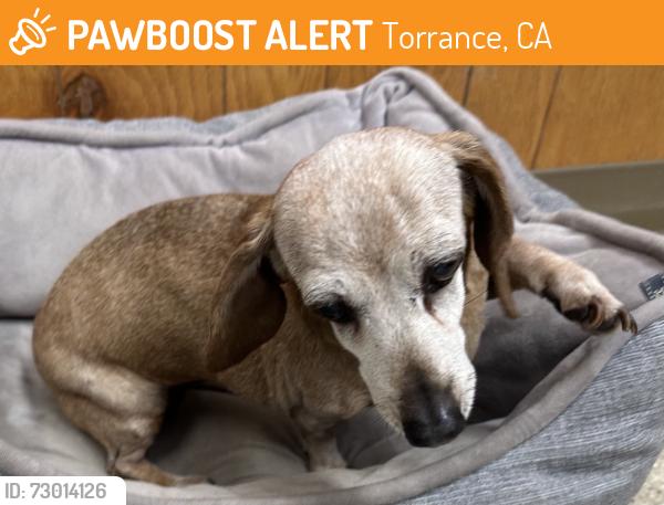 Found/Stray Female Dog last seen Hawthorne Blvd. and Sepulveda Blvd., Torrance, CA 90503