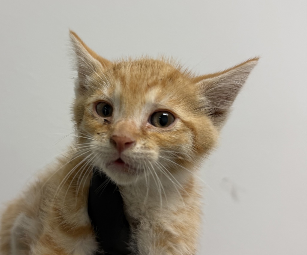 Shelter Stray Male Cat last seen Near Sunset Avenue, San Diego, CA, 92154, 5500 Gaines St, San Diego, CA 92110, USA