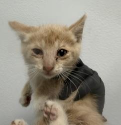 Shelter Stray Male Cat last seen Near Sunset Avenue, San Diego, CA, 92154, 5500 Gaines St, San Diego, CA 92110, USA