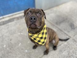Shelter Stray Male Dog last seen Near Rev James A Polite Avenue, BRONX, NY, 10459, 326 E 110th St, New York, NY 10029, USA