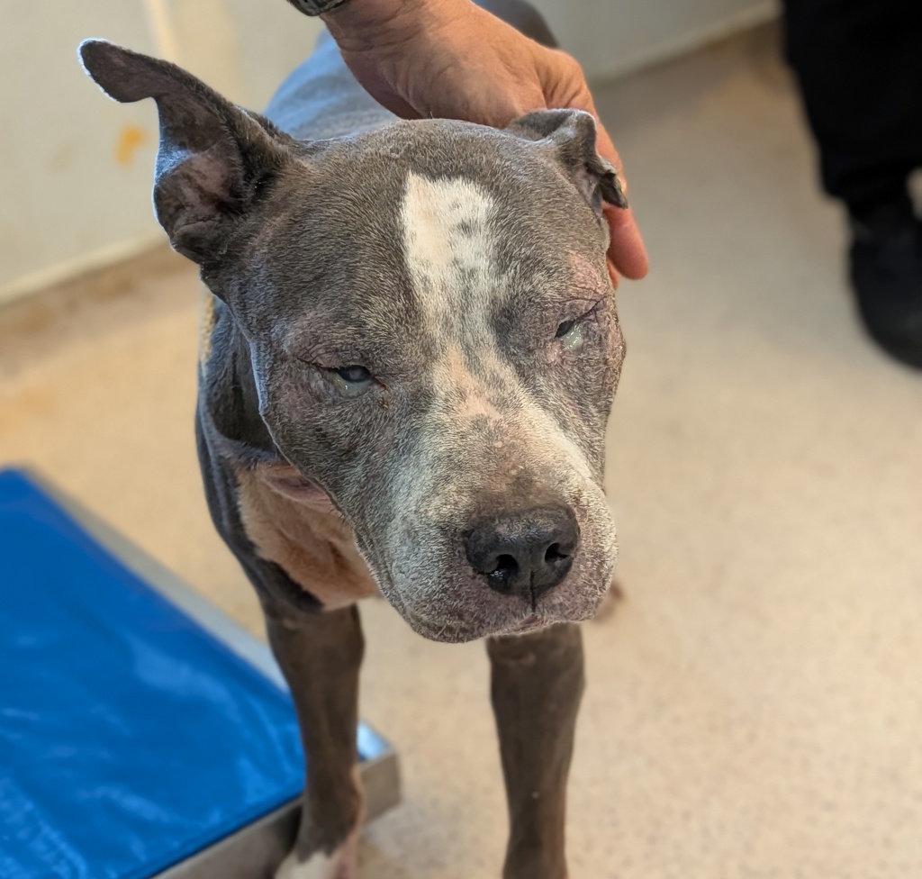 Shelter Stray Female Dog last seen Near Washington Avenue, BRONX, NY, 10451, 326 E 110th St, New York, NY 10029, USA