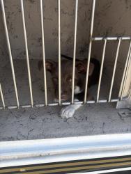 Shelter Stray Female Dog last seen Near S 8400 W, UT, 511 W 3900 S, Salt Lake City, UT 84123, USA