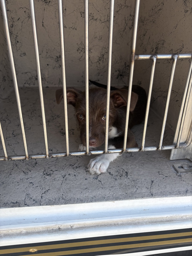Shelter Stray Female Dog last seen Near S 8400 W, UT, 511 W 3900 S, Salt Lake City, UT 84123, USA