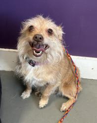 Shelter Stray Female Dog last seen 6-3- W California Avenue, SALT LAKE CITY, UT, 84104, 511 W 3900 S, Salt Lake City, UT 84123, USA