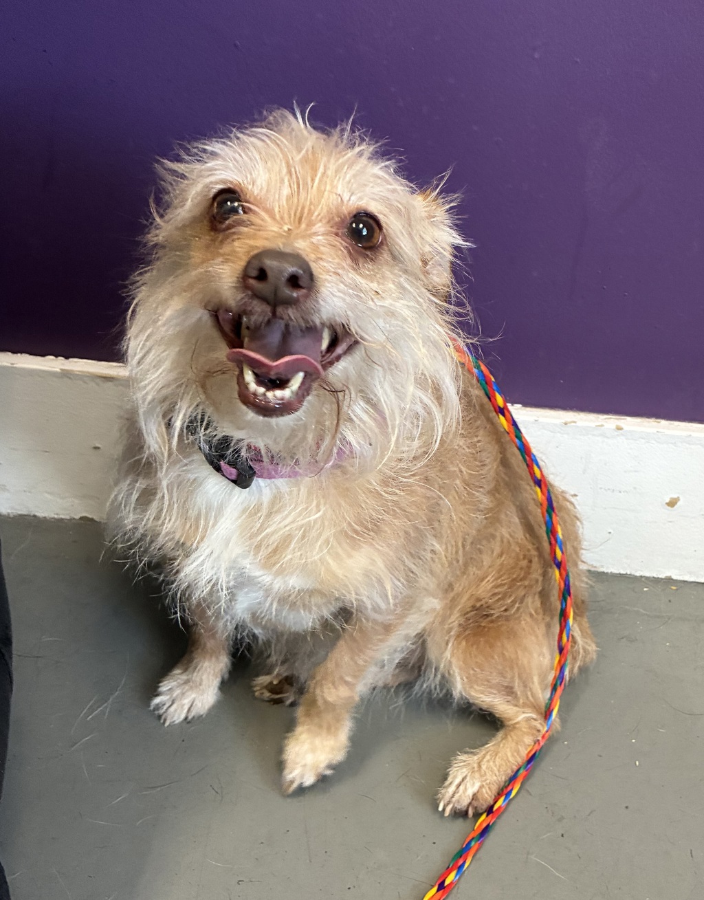 Shelter Stray Female Dog last seen 6-3- W California Avenue, SALT LAKE CITY, UT, 84104, 511 W 3900 S, Salt Lake City, UT 84123, USA