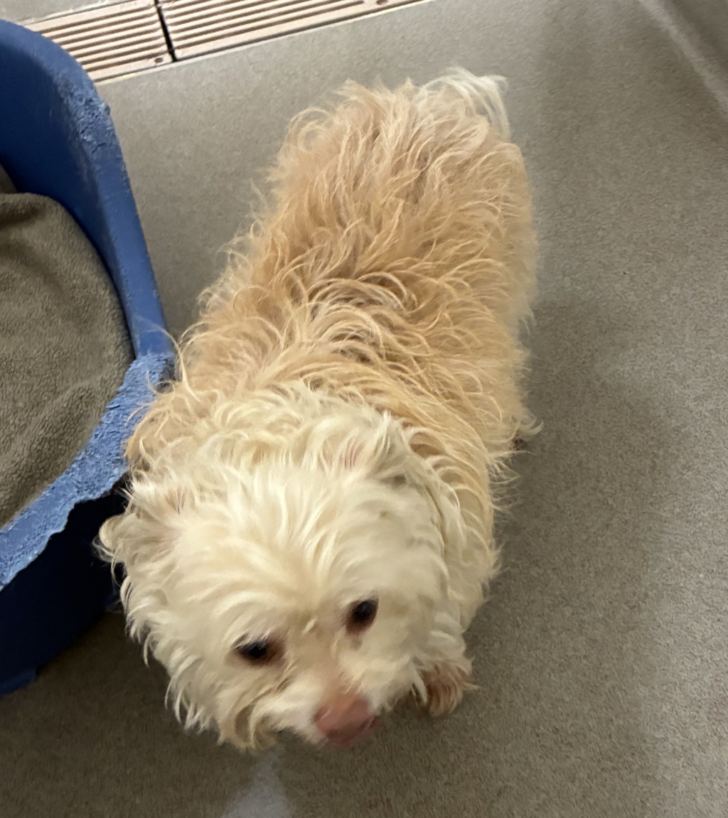 Shelter Stray Female Dog last seen Near W Californina Avenue, SALT LAKE CITY, UT, 84104, 511 W 3900 S, Salt Lake City, UT 84123, USA