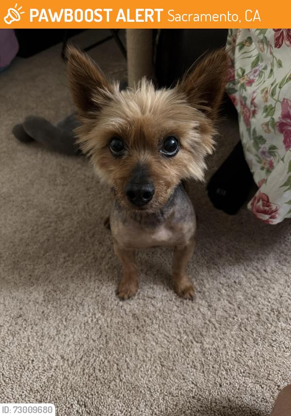 Found/Stray Male Dog last seen Bell Street, Sacramento, CA 95825