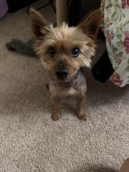 Found/Stray Male Dog last seen Bell Street, Sacramento, CA 95825