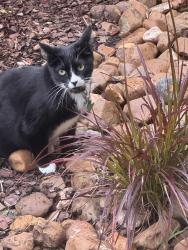 Lost Female Cat last seen Pecan Dr/764 near 25, Damon, TX 77430