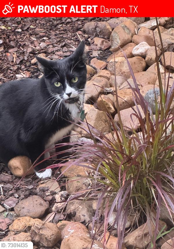 Lost Female Cat last seen Pecan Dr/764 near 25, Damon, TX 77430