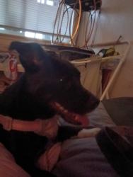 Found/Stray Female Dog last seen Alma and almaden expressway , San Jose, CA 95125