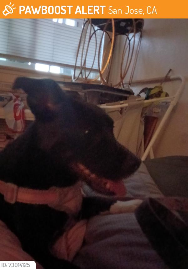 Found/Stray Female Dog last seen Alma and almaden expressway , San Jose, CA 95125