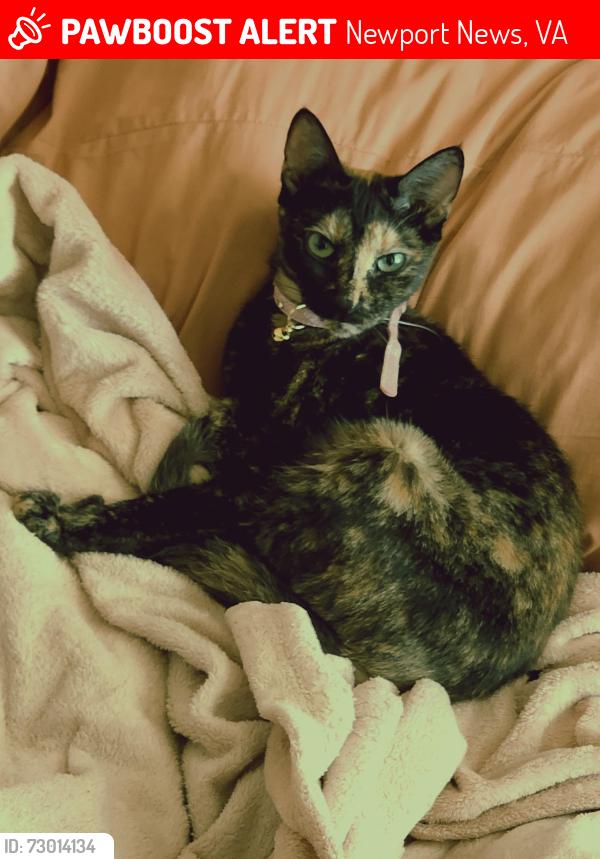 Lost Female Cat last seen chestnut/roanoke, Newport News, VA 23607
