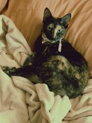 Lost Female Cat last seen chestnut/roanoke, Newport News, VA 23607