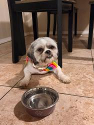 Reunited Male Dog last seen Near SW 44th St, Oklahoma City, OK 73119, Oklahoma City, OK 73108