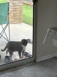 Reunited Unknown Cat last seen Tehama Ridge pky, Fort Worth, TX 76177