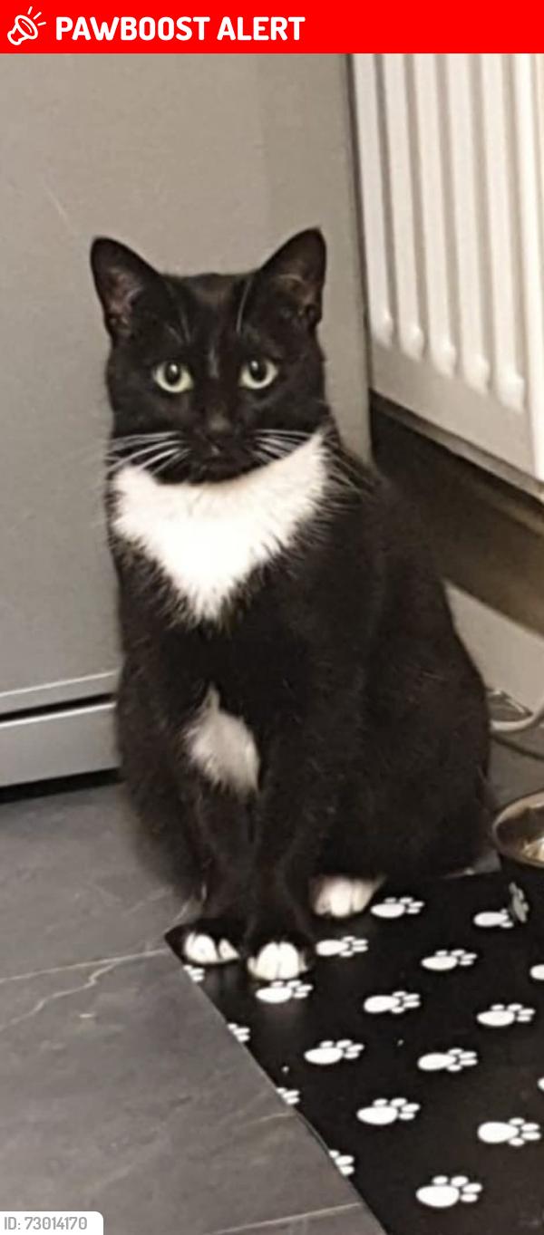 Lost Female Cat last seen Near Home address, Conwy Principal Area, Wales LL30