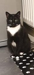 Lost Female Cat last seen Near Home address, Conwy Principal Area, Wales LL30