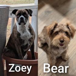 Lost Unknown Dog last seen Strickland springs and fm31, Harrison County, TX 75672