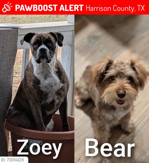 Lost Unknown Dog last seen Strickland springs and fm31, Harrison County, TX 75672