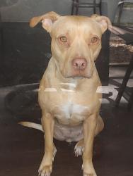 Lost Female Dog last seen Columbia Ave and Hoagland , Kissimmee, FL 34741