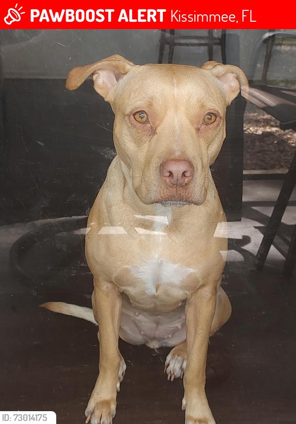 Lost Female Dog last seen Columbia Ave and Hoagland , Kissimmee, FL 34741