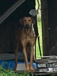 Found/Stray Male Dog last seen FM 115 & CR 4370, Scroggins, TX 75480